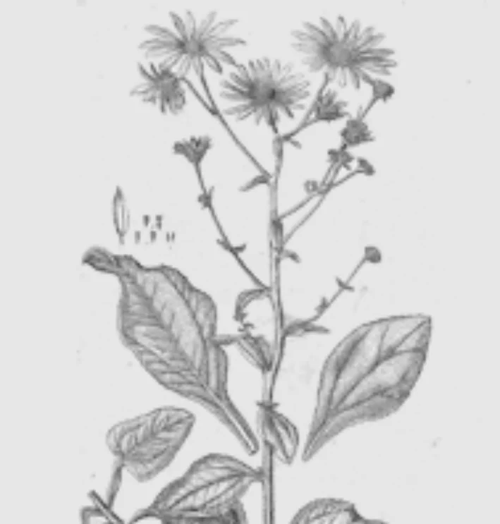 Inulin
