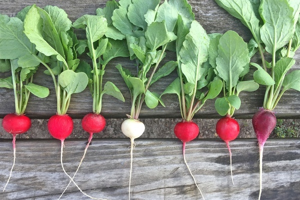 Rettich – Gemüse, und wirksame Heilpflanze zugleich