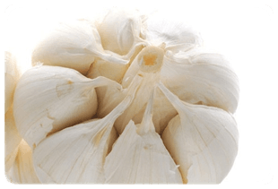 Entgiftender Knoblauch | Allium sativum