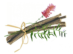 Süßholzwurzel, das Wundermittel | Foeniculum vulgare