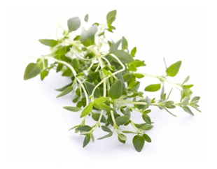 Thymian (Thymus vulgaris; Römischer Quendel, Kuttelkraut oder Gartenthymian)