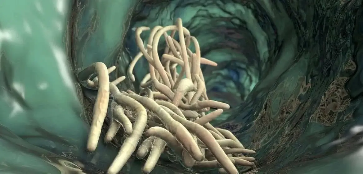 Parasiten