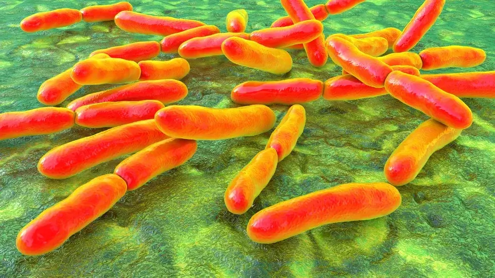 Bifidobacterium lactis HN019