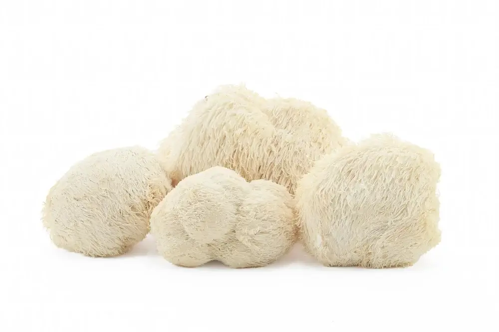 Igel-Stachelbart-Extrakt (Hericium erinaceus)