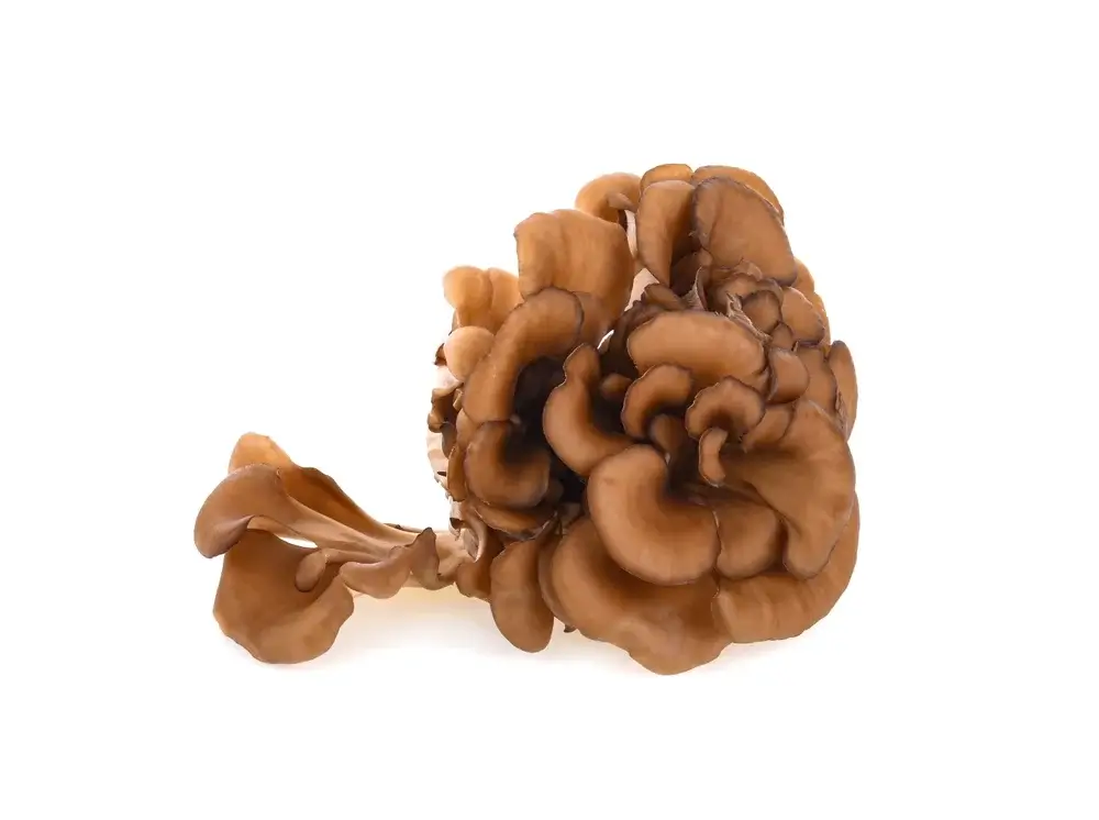 Maitake-Klapperschwamm Pilzextrakt