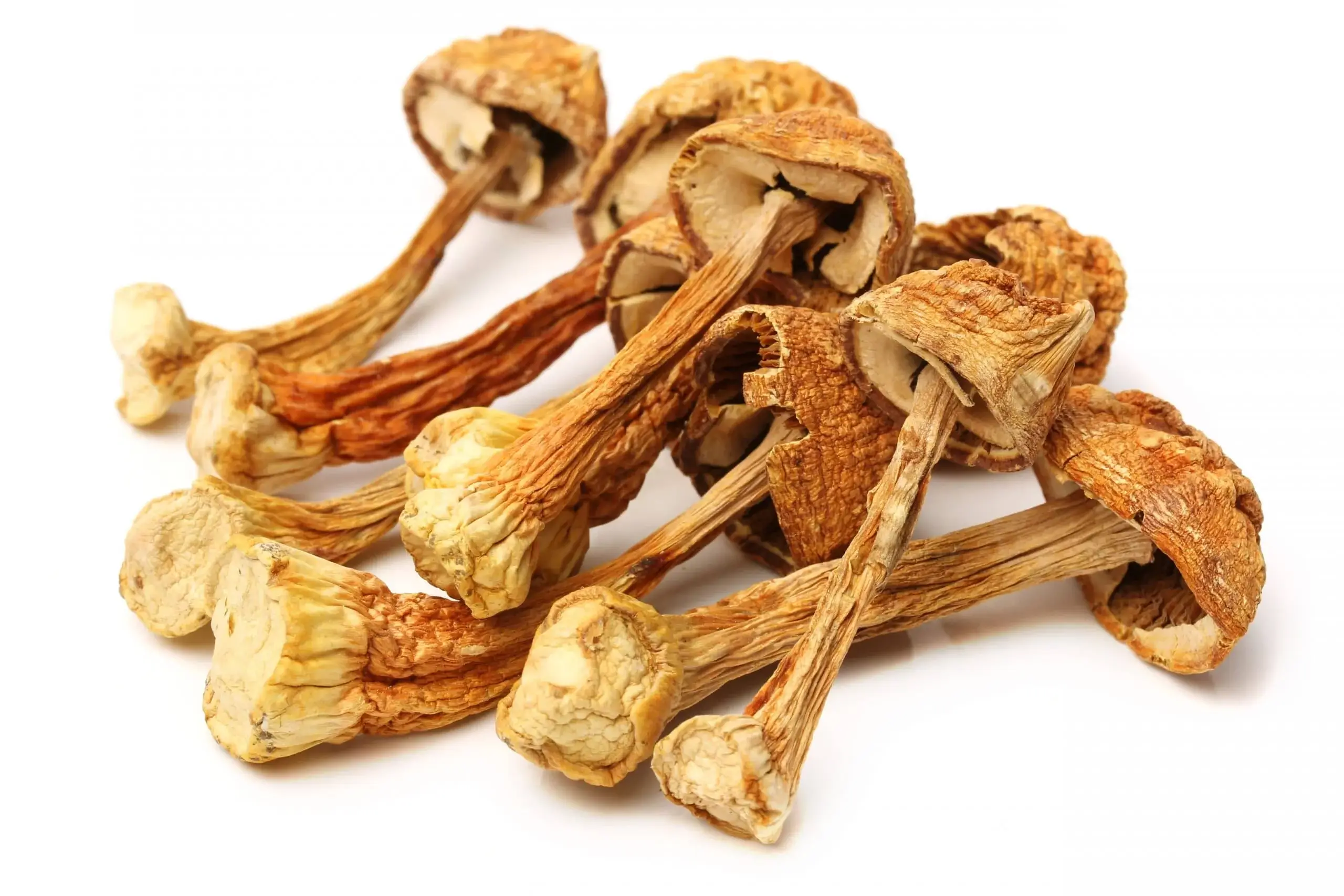 Mandelpilz Extrakt (Agaricus blazei)