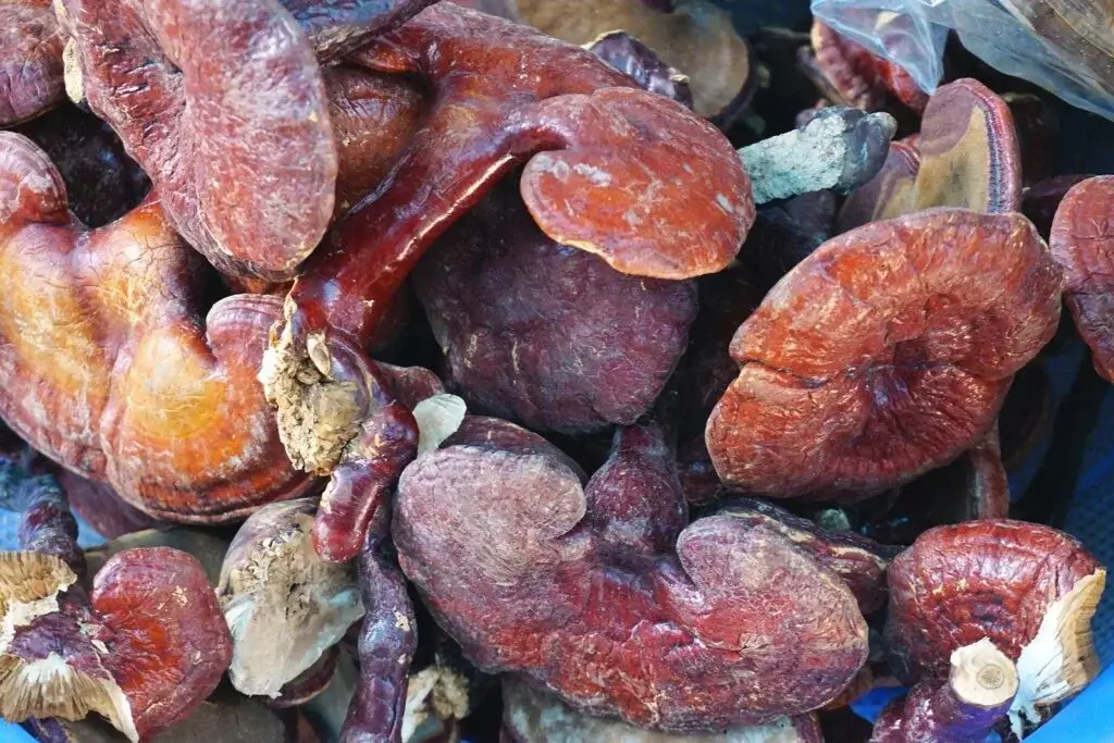 Reishi-Glänzender Lackporling Extrakt (Ganoderma lucidum)