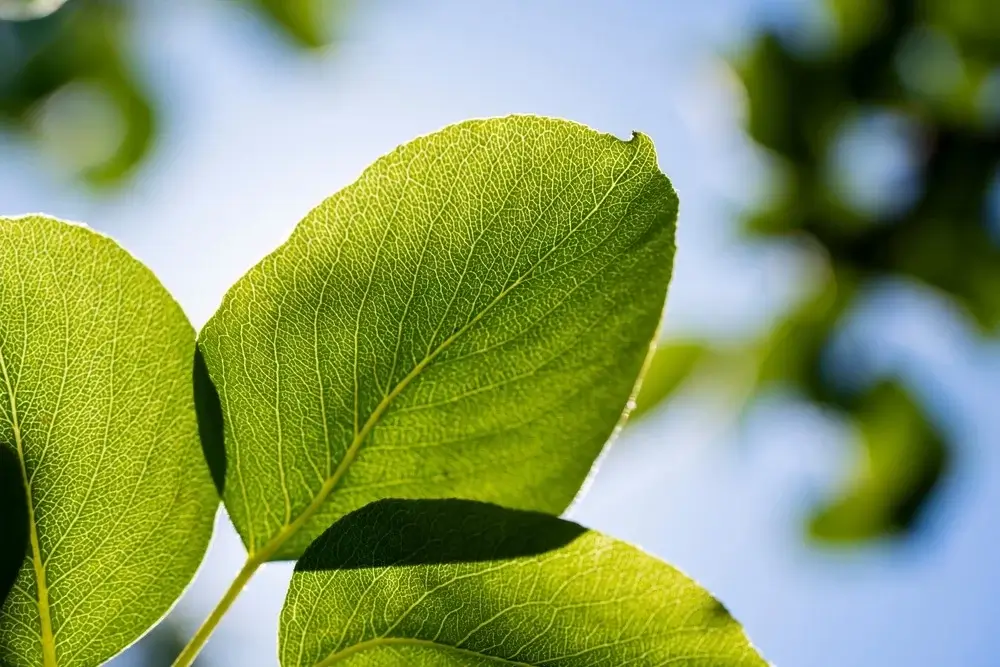 Kupferchlorophyllin