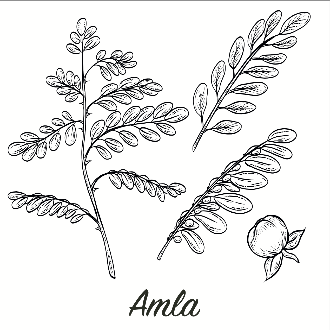 Amla - Emblica officinalis